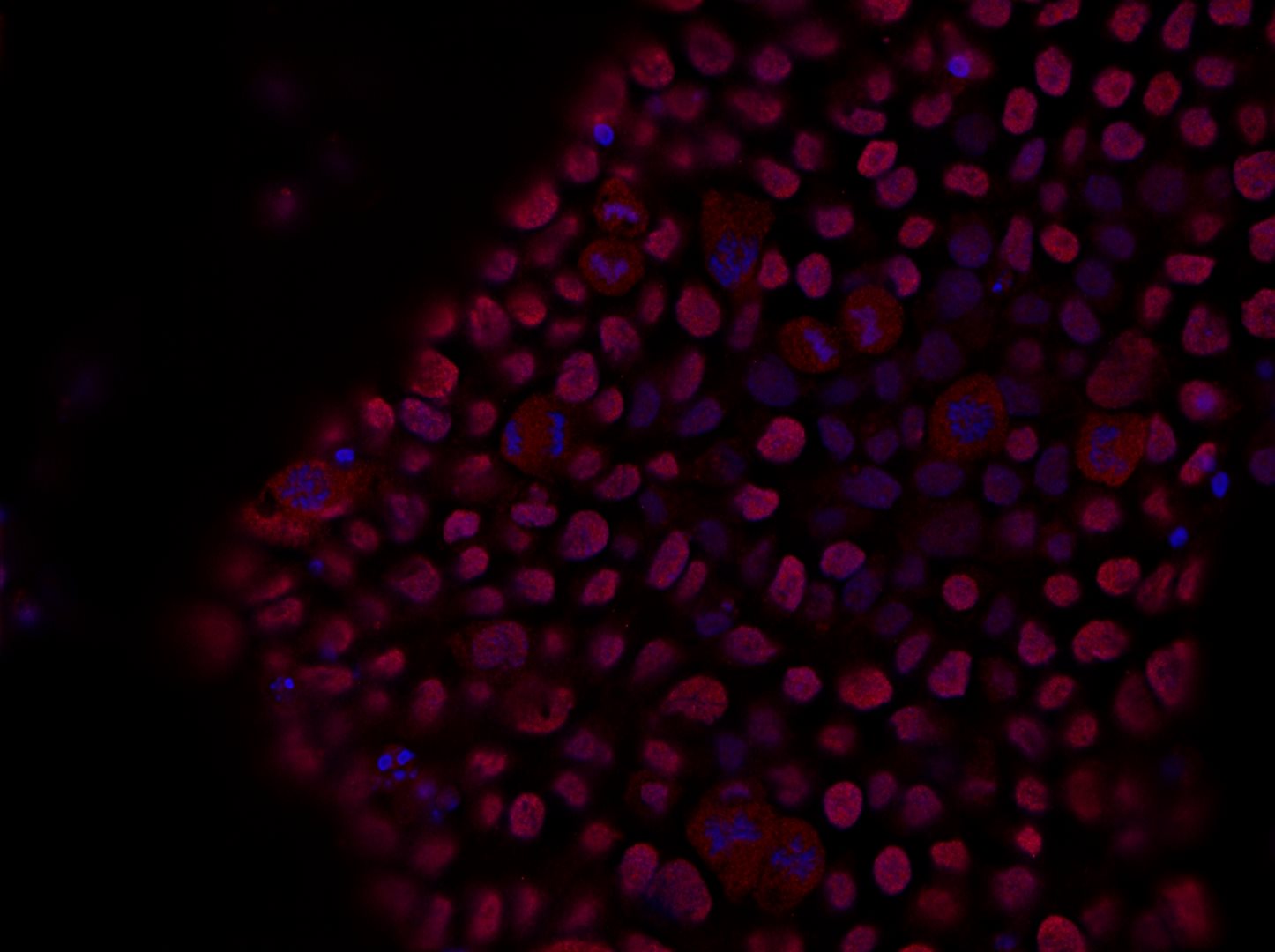 Quality Assistance Flow Cytometry