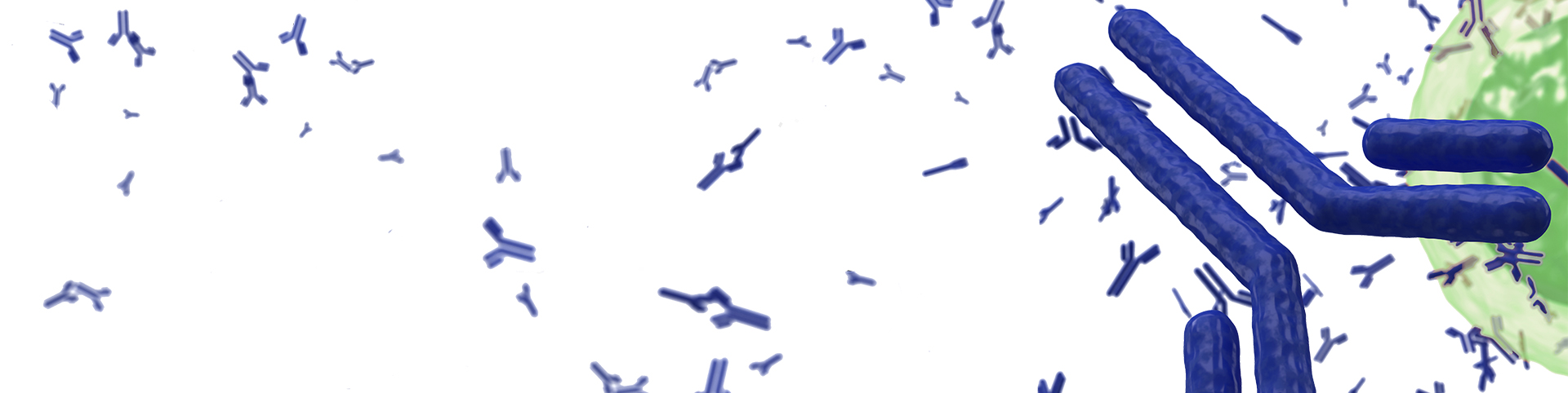 Quality Assistance antibodies