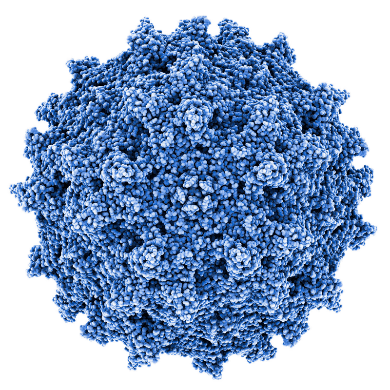 Quality Assistance Viral Vectors