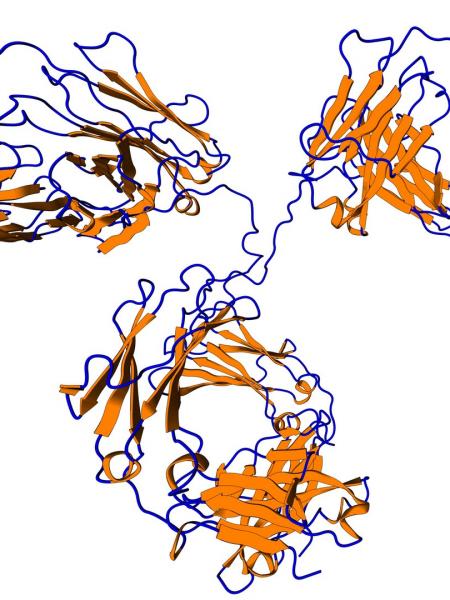 monoclonal antibodies Quality Assistance